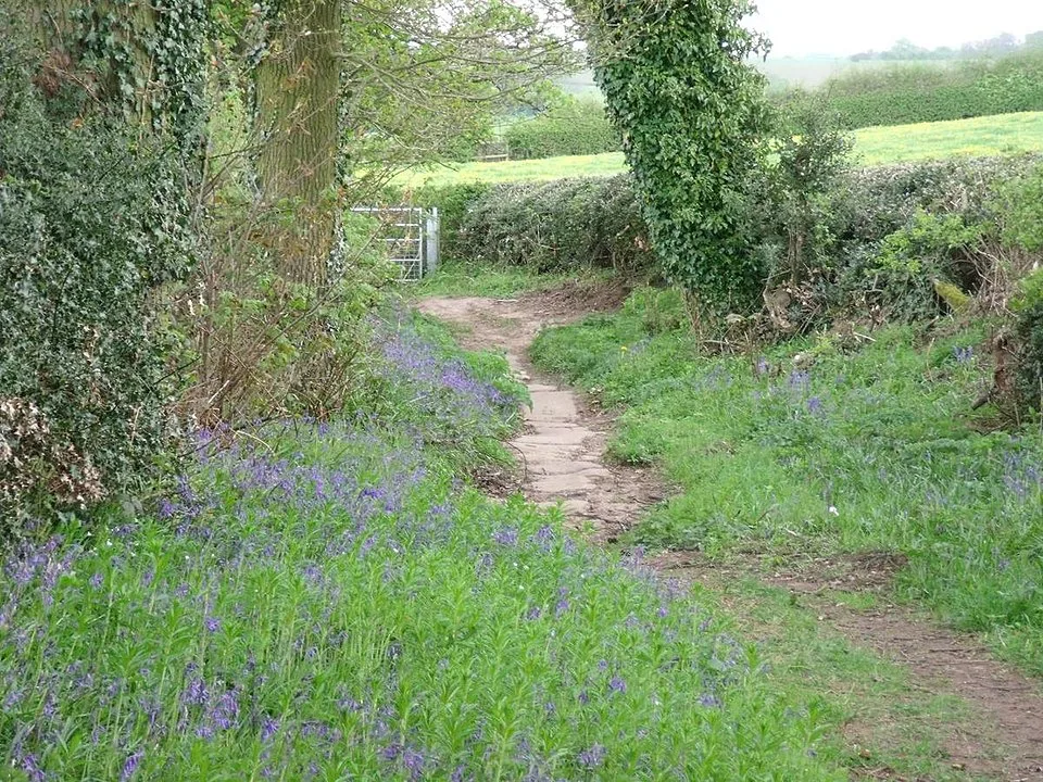 Bluebells on Saltersford Lane by Ian Calderwood, CC BY-SA 2.0 <https://creativecommons.org/licenses/by-sa/2.0>, via Wikimedia Commons