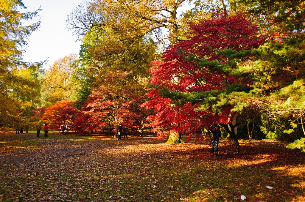 Westonbirt Aboretum in Autumn