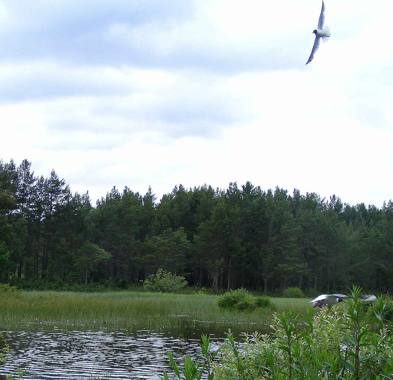 Milton Loch