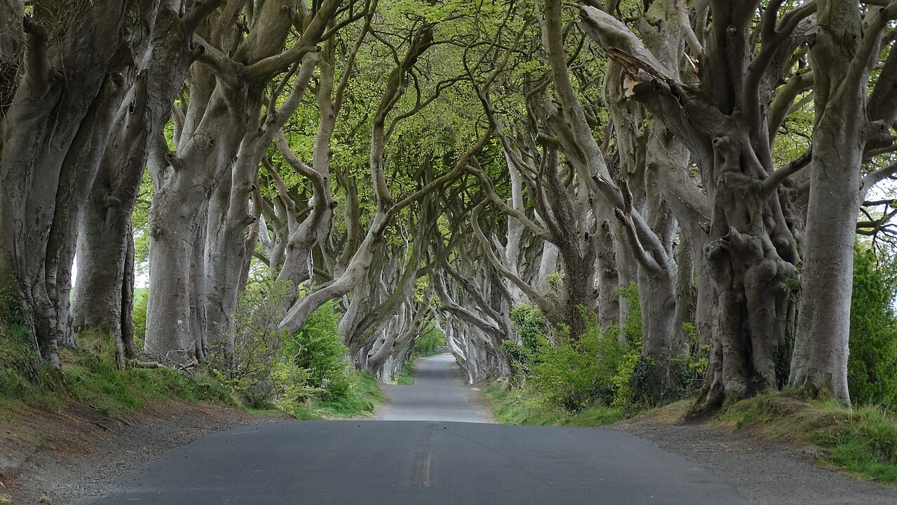 The Dark Hedges