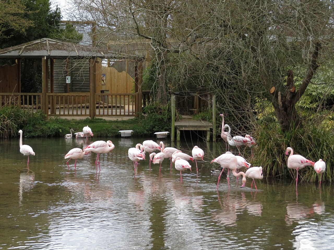 Birdland in Bourton-on-the-Water