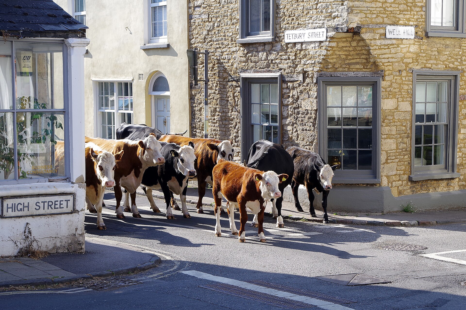 Cattle standing in the street between limestone buildings in Minchinhampton