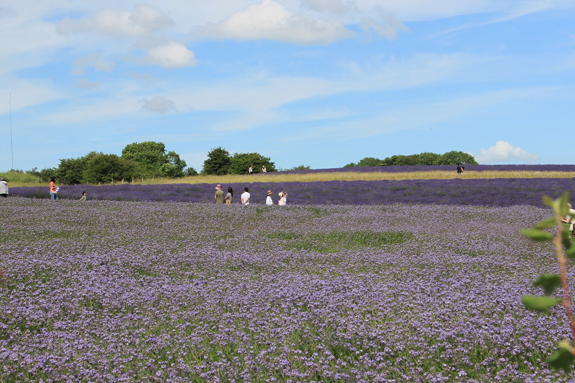 Rows of lavender in flower at Snowshill