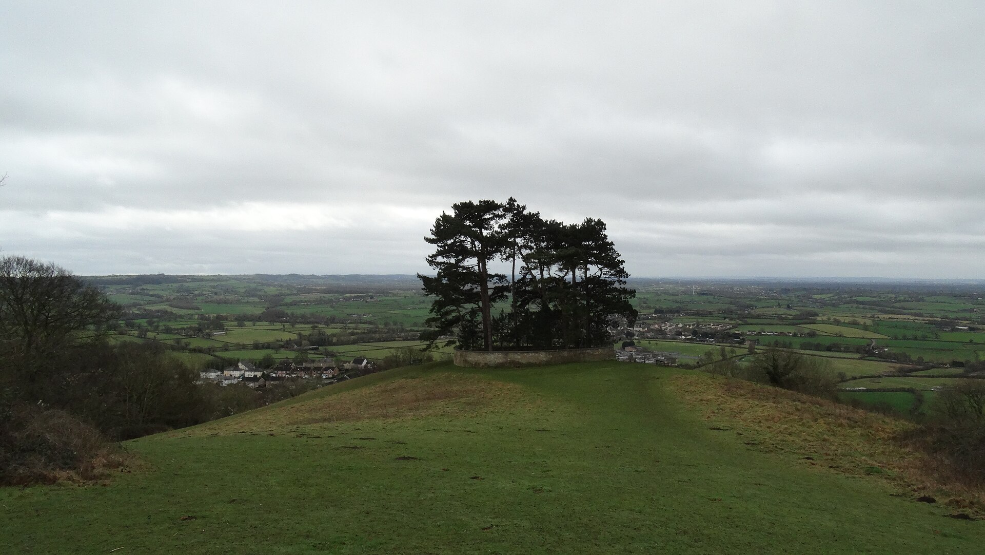 Pine trees on Wotton Hill above the town