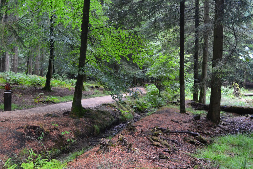 Tall Trees Trail