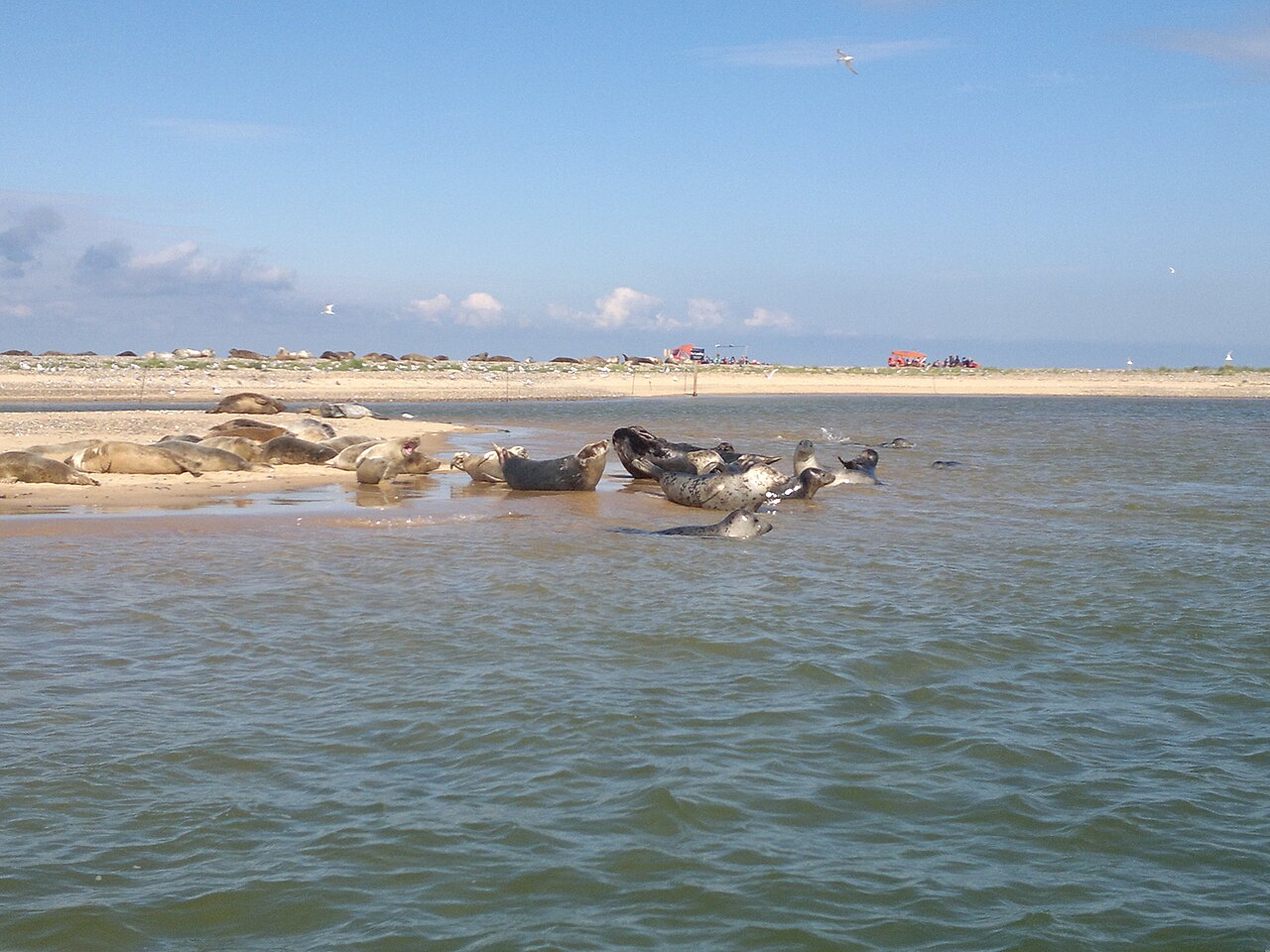 Grey seals resting on the sand at Blakeney Point
