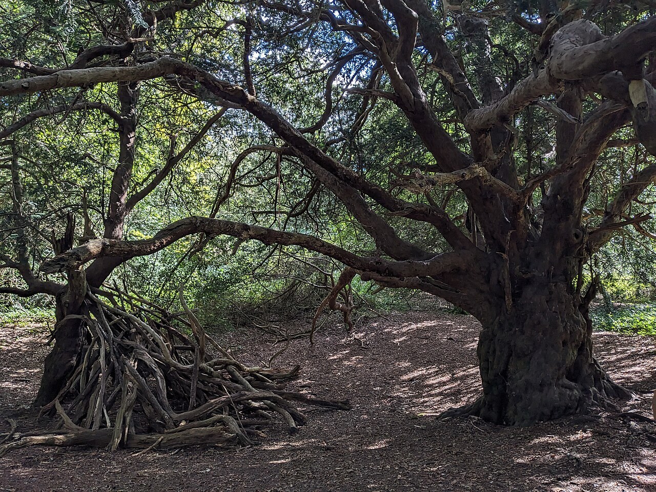 Kingley Vale National Nature Reserve in Funtington