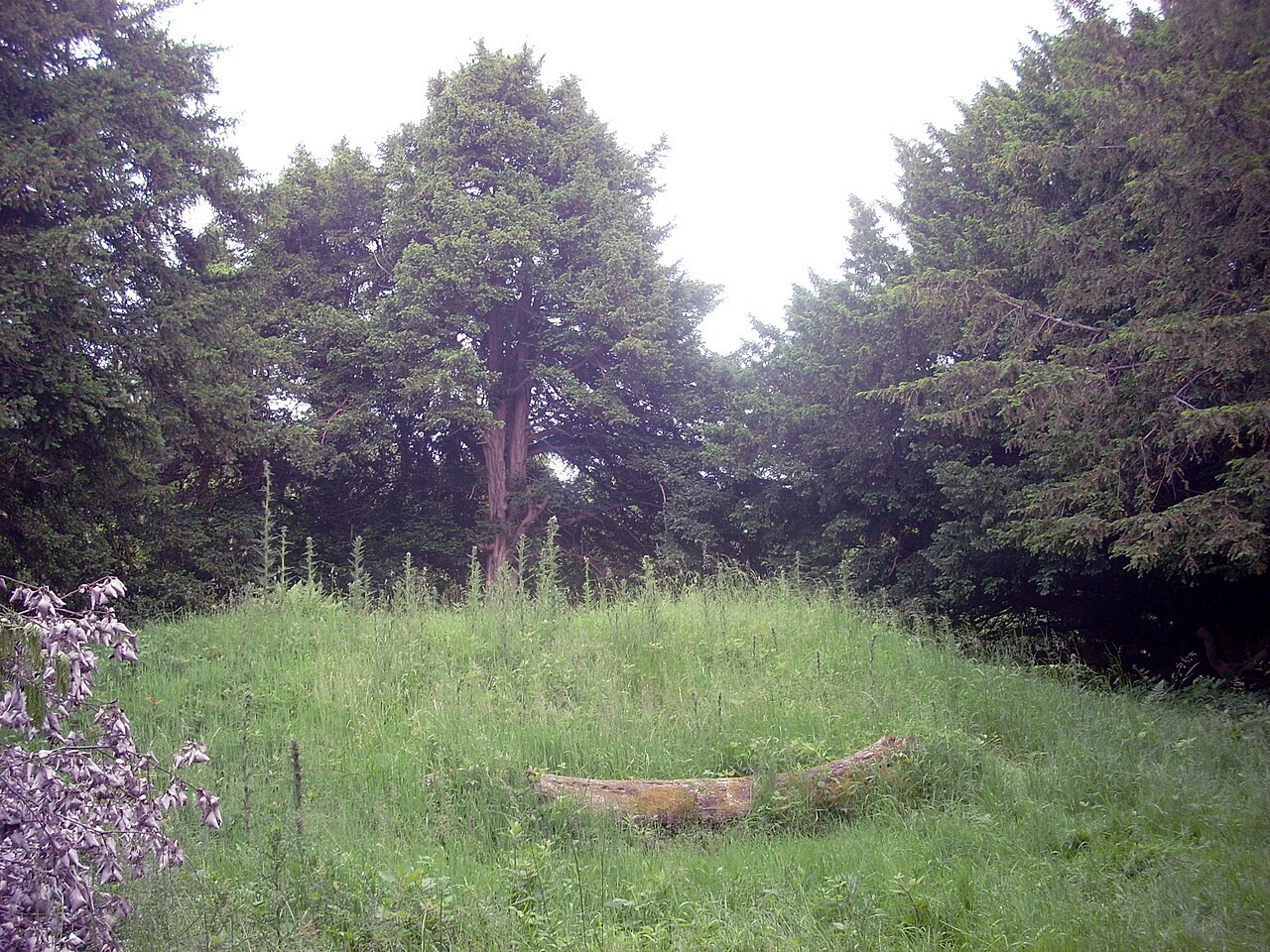 Graffham Down