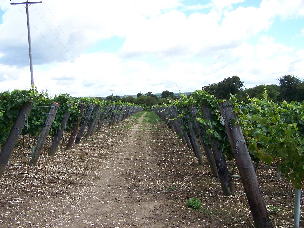Hambledon Vineyard