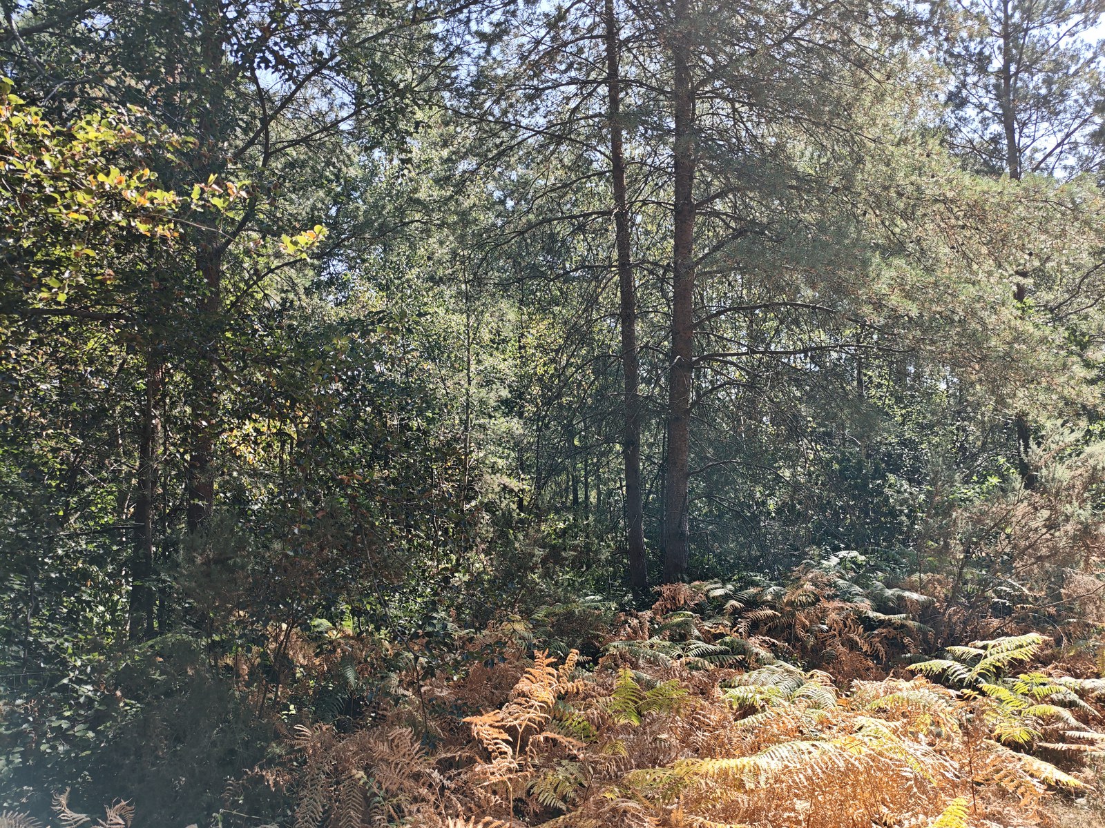 Bracken turning colour beneath the pines in Bourne Wood