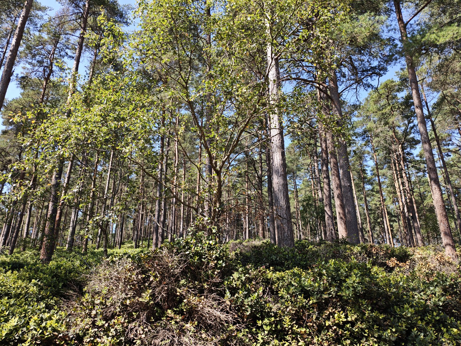 Pine trees and bracken in Bourne Wood, south of Farnham