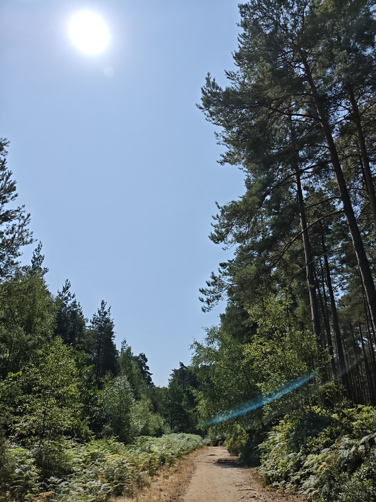 The sandy track running through Bourne Wood near Farnham