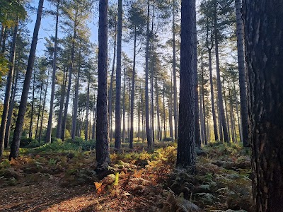 Cannock Chase National Landscape