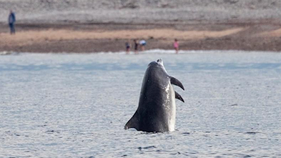 WDC Scottish Dolphin Centre