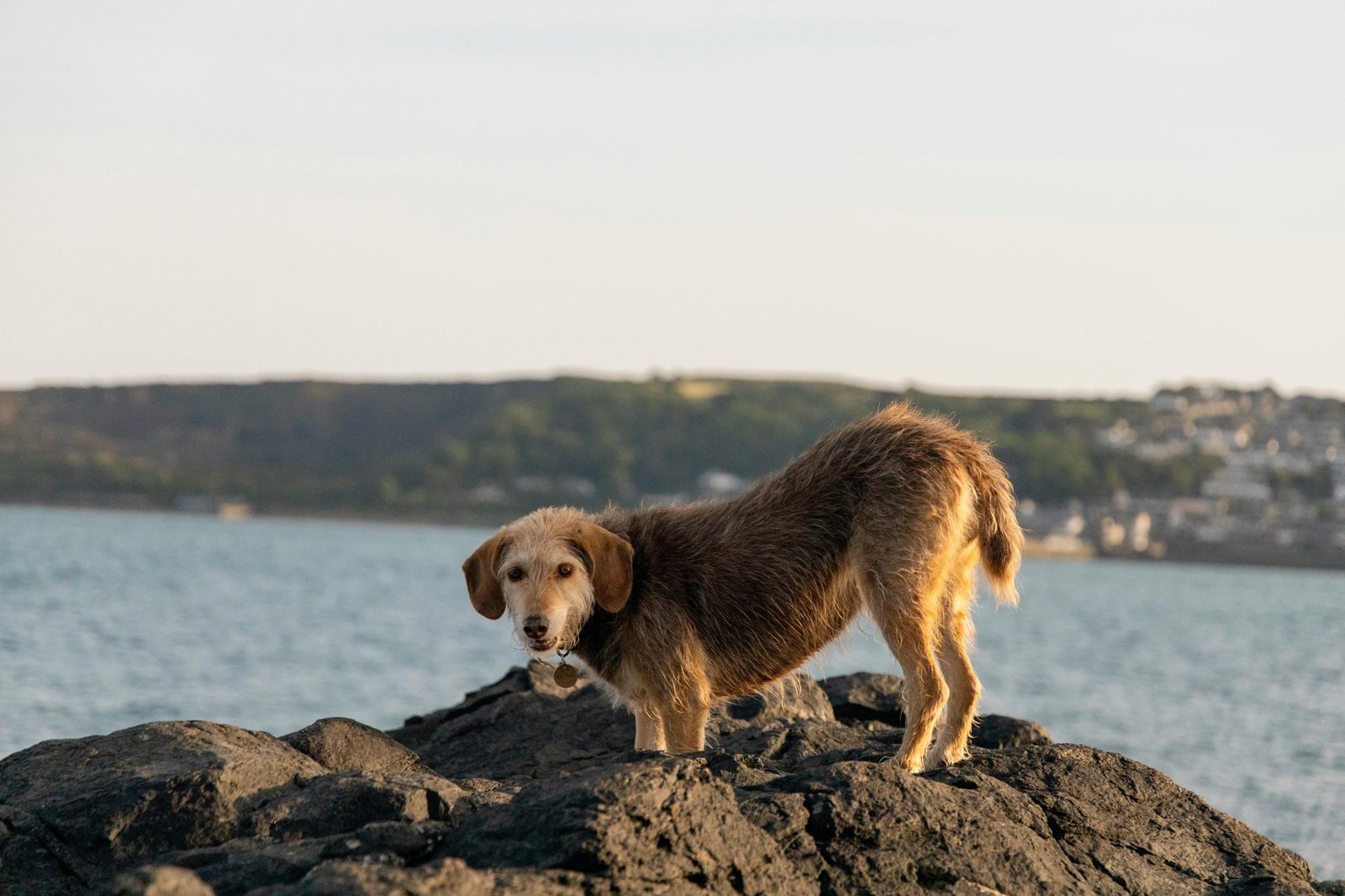 Your Dog-Friendly Guide to Cornwall